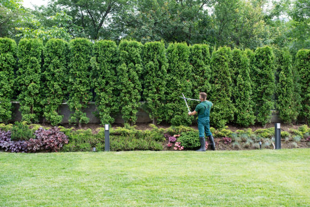 Best Affordable Tree Service  in Plentywood, MT